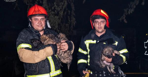 Во время пожара в хмельницком ресторане чуть не погибли шесть щенков - Общество
