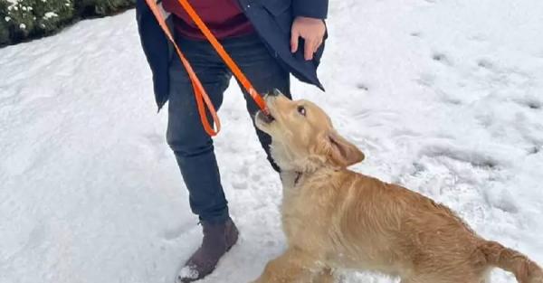 Александр Ткаченко в день рождения показал свою собаку и призвал донатить на дроны для ВСУ - Общество