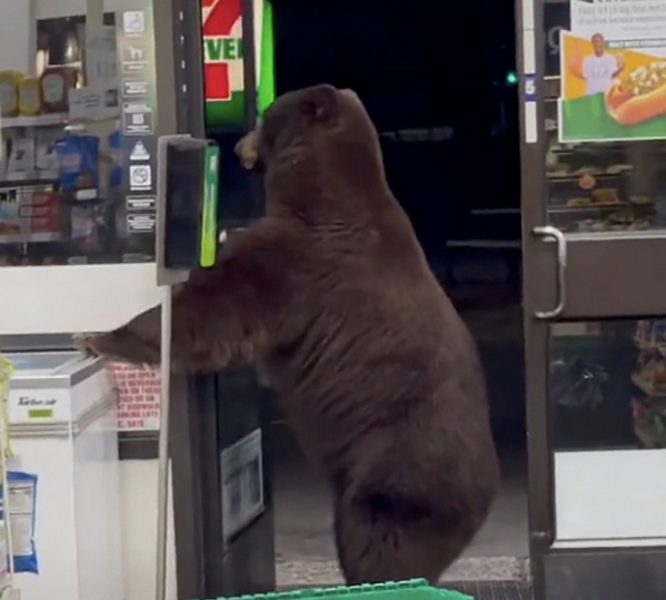 Медведь в магазине воспользовался санитайзером: забавное видео