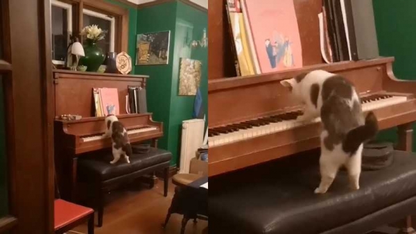 Играет на пианино: кот удивил хозяйку неожиданным талантом