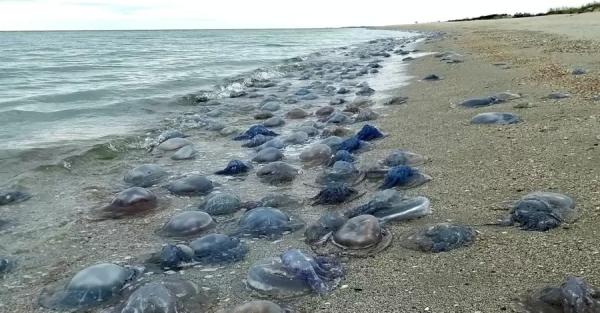Массовая гибель медуз под Одессой: на пляж выбросило около миллиона корнеротов - Коронавирус