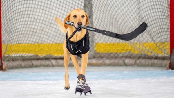 Собака научилась стоять на коньках и играть в хоккей. Видео
