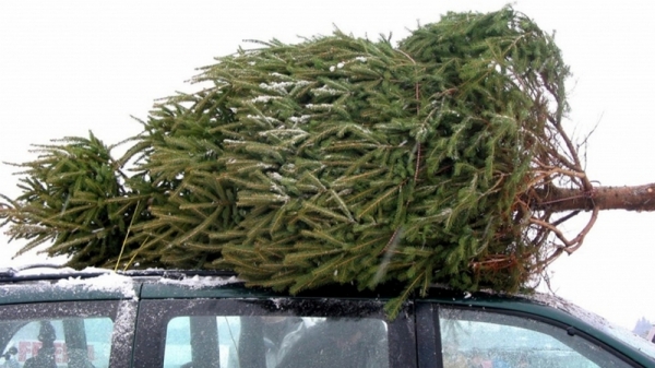 В Украине начали продавать новогодние елки: сколько придется заплатить