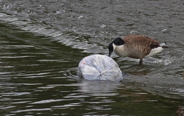 Запрет пластиковых пакетов в Украине. Мировой опытСюжет