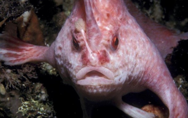 В Австралии обнаружили редкую розовую рыбу с "руками"