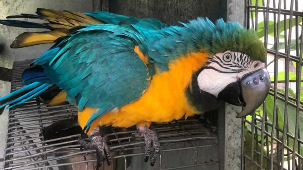 Попугаю ара заменили сломанный клюв на металлический