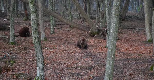   В "Парке хищников" Хмельницкой области 15 медведей залегли в зимнюю спячку - Общество
