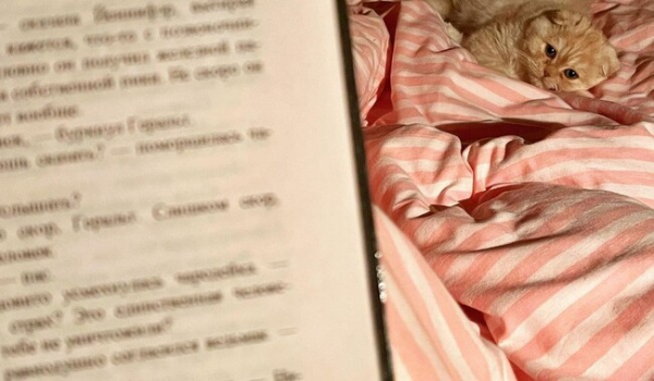 Доктор Коиаровский принял на работу котенка и завел ему Инстаграм фото видео - Общество