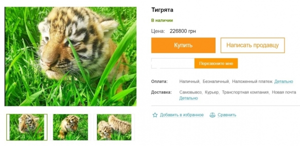 Опасная экзотика: почем в Украине живых тигров продают - Общество