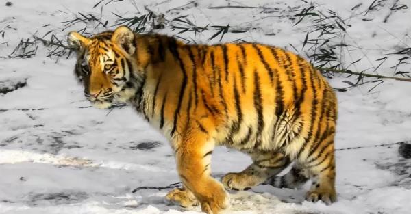 Опасная экзотика: почем в Украине живых тигров продают - Общество