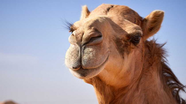 Верблюдов дисквалифицировали с конкурса красоты из-за инъекций ботокса