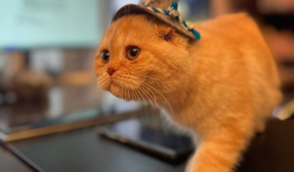 Доктор Коиаровский принял на работу котенка и завел ему Инстаграм фото видео - Общество