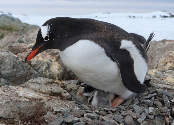 У станции Академик Вернадский родились первые в сезоне пингвинята - Общество