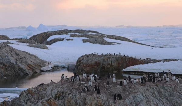 Возле станции "Академик Вернадский" обитают почти 3 тысячи пингвинов - Общество