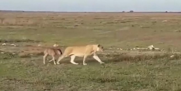 В Танзании львица отвела детеныша антилопы к его родителям