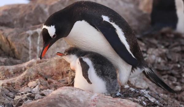 Возле станции "Академик Вернадский" обитают почти 3 тысячи пингвинов - Общество
