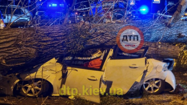 В Киеве дерево раздавило иномарку: водитель погиб на месте