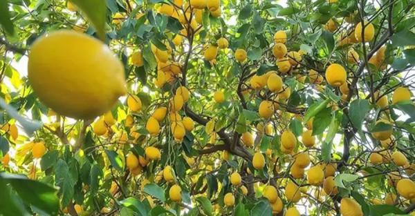 Диетолог развеяла миф о том, что лимон является лучшим источником витамина С - Общество