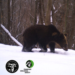 В парке "Сколевские Бескиды" после зимней спячки проснулись бурые медведи - Общество