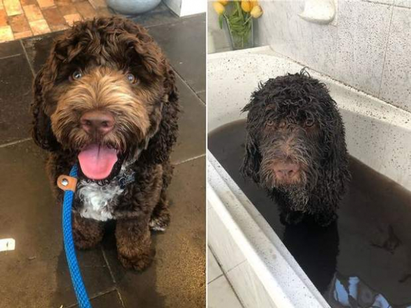 Как выглядят собаки до и после прогулки: забавные фото