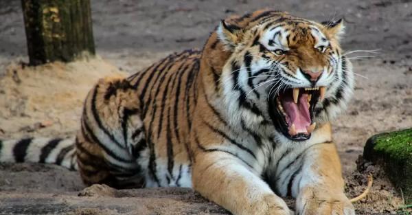 В зоопарке США студент пытался проникнуть в вольер к тиграм - Общество