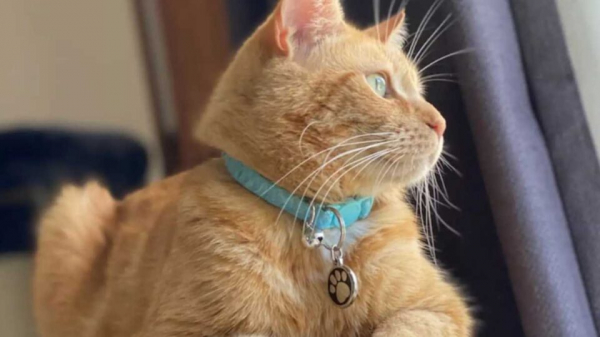 Рыжий кот стал звездой Сети: хвостатый воришка терроризирует соседей