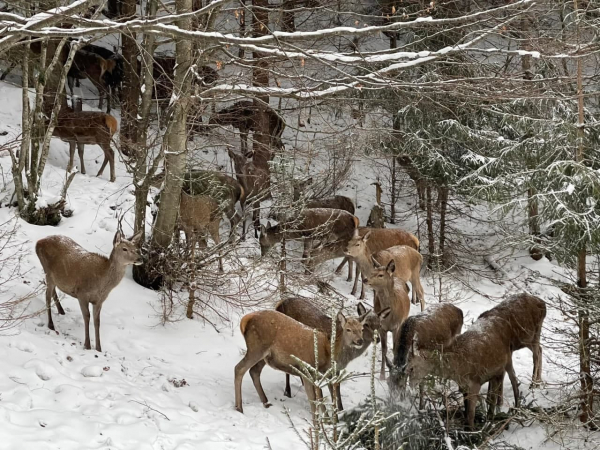 Закарпатский энтузиаст купил 30 оленей, чтобы выпустить в леса Карпат  - Общество