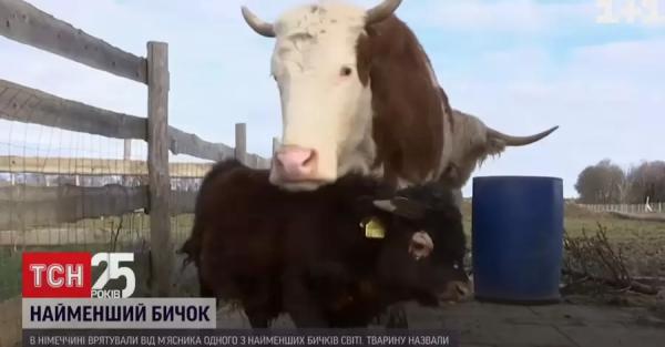 В Германии спасли одного из самых маленьких быков в мире, которого хотели отдать мясникам - Общество