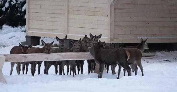 Закарпатский энтузиаст купил 30 оленей, чтобы выпустить в леса Карпат  - Общество
