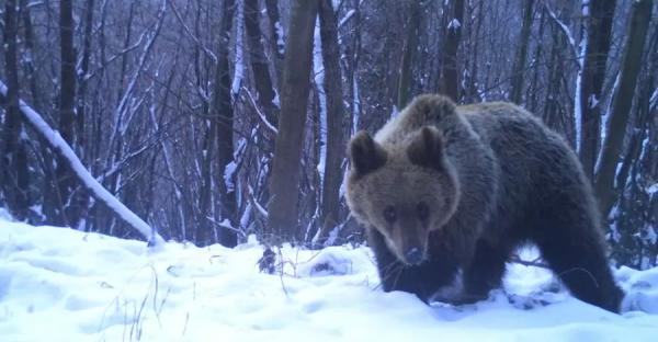 В парке "Сколевские Бескиды" после зимней спячки проснулись бурые медведи - Общество