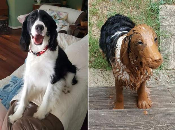 Как выглядят собаки до и после прогулки: забавные фото