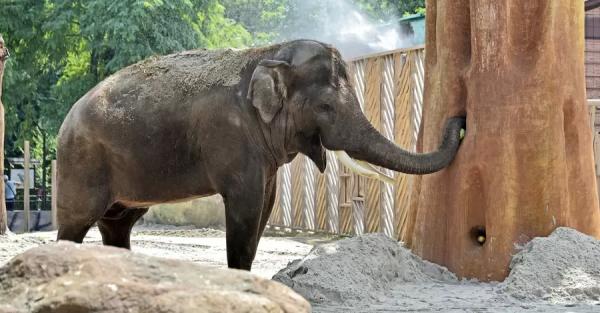 В киевском зоопарке слону дают успокоительное, чтобы не паниковал из-за обстрелов - Общество