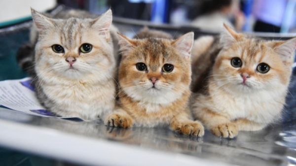 Под санкциями даже питомцы: Международная федерация кошек запретила России участвовать в выставках