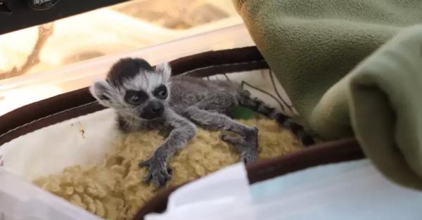В Киевском зоопарке родился малыш лемура, его назвали именем самого популярного беспилотника - Общество
