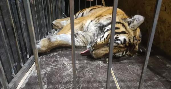  Волонтеры эвакуировали из Конче-Заспы брошенного тигра, еще один хищник ждет спасения в Гостомеле - Общество