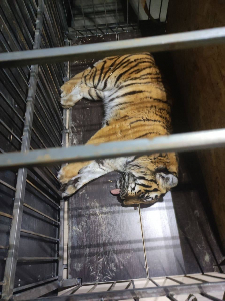  Волонтеры эвакуировали из Конче-Заспы брошенного тигра, еще один хищник ждет спасения в Гостомеле - Общество