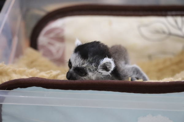 В Киевском зоопарке родился малыш лемура, его назвали именем самого популярного беспилотника - Общество