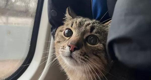 Харьковский блогер кот Степан нашелся, он в Монако - Общество