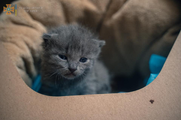 Пригоди Шпулі Бородянської - врятоване кошеня знайшло собі дім. ФОТО | Криминальные новости