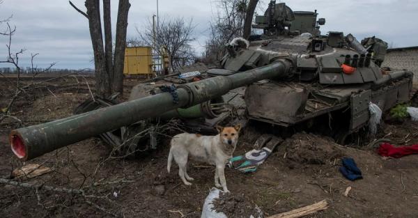 Хозяйка приюта для животных: Услышав колонны танков, собаки научились не издавать ни звука  - Общество