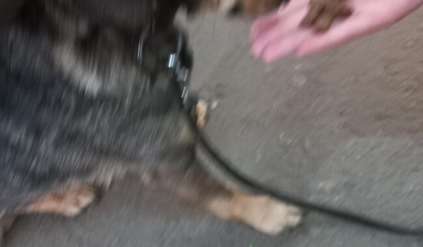 Мужчина с собакой пять суток шел пешком из Мариуполя в Запорожье фото - Общество