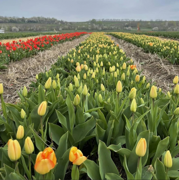 Хозяйка долины тюльпанов: Во время войны люди начали замечать красоту и цветы вокруг - Общество