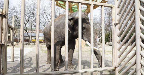 Киевский зоопарк открыл свои двери для посетителей - Общество