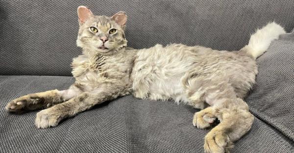 Обгоревший кот из Андреевки, чье фото облетело мир, выздоровел - Общество