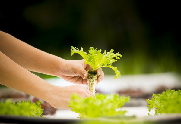 Огород на подоконнике: какие овощи и зелень можно вырастить в квартире - Общество