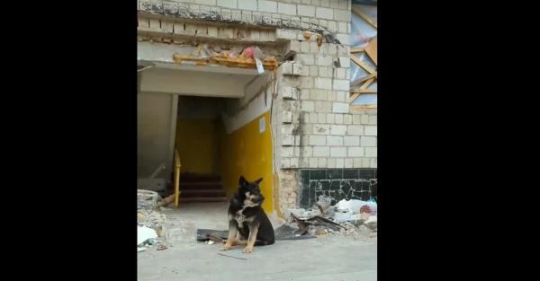 В Бородянке собака два месяца ждет под разрушенным домом своих хозяев - Общество