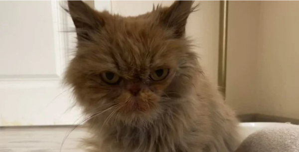 Спасенная кошка из Бородянки получила имя Шафа и оказалась похожа на Grumpy Cat фото - Общество