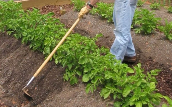 
Чем обработать картофель от вредителей перед окучиванием: эффективные народные средства - Новости Мелитополя
