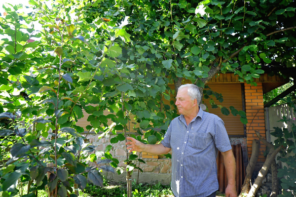 На одном дереве по шесть сортов: супруги из Житомира не бросили сад даже во время войны - Общество