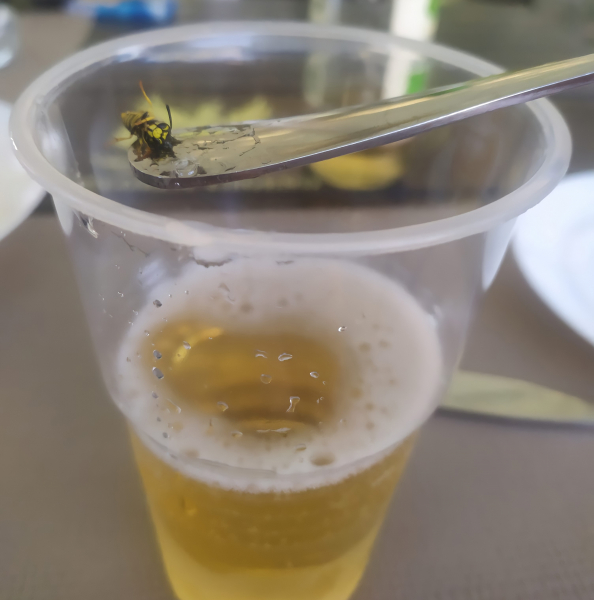 Летние укусы насекомых: пчел привлекают цветочные духи, а ос – запах пива - Общество